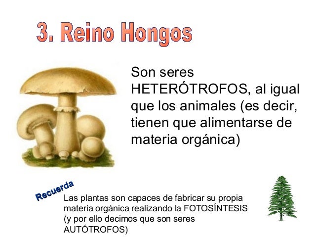 La mejor medicina contra el hongo del organismo