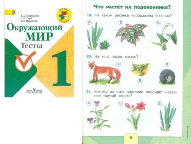 Цветок тюльпан: как у него плод, описание, где растут, информация Тюльпан Википедия