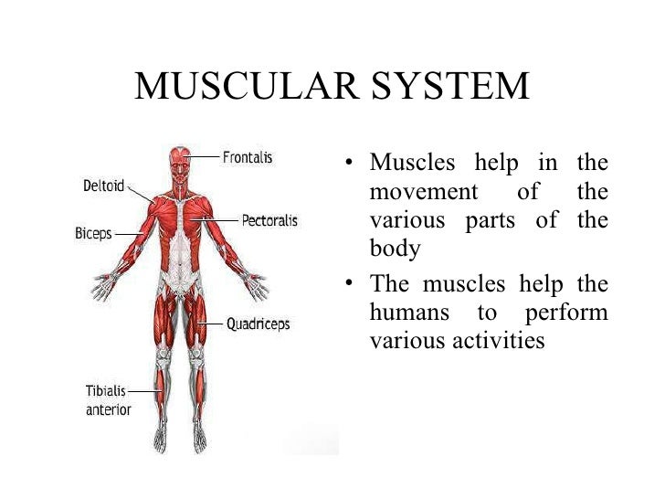 Muscular System Major Parts 82