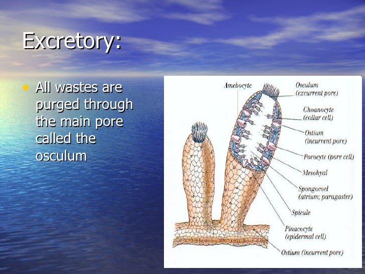 9. Phylum Porifera Notes