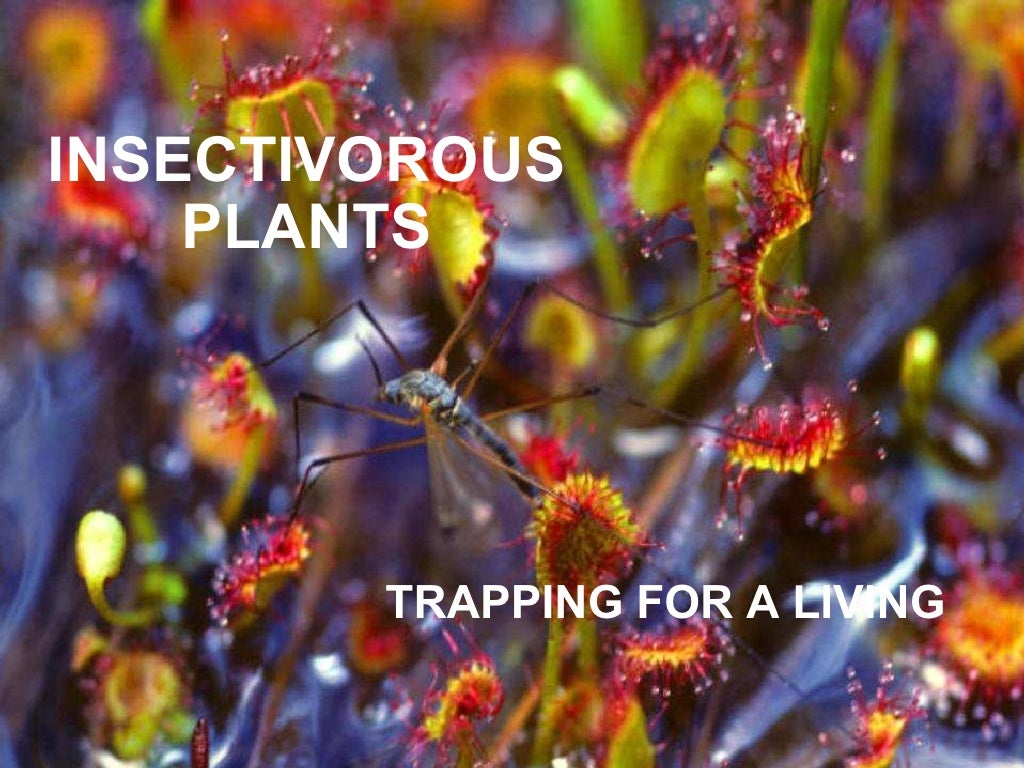 HETEROTROPHIC NUTRITION IN PLANTS