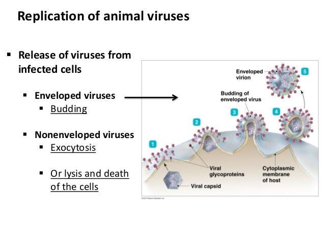 9 bio265 viruses, fungi, protozoa, helminths instructor dr