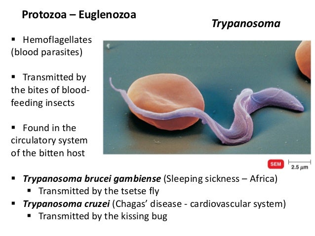 9 bio265 viruses, fungi, protozoa, helminths instructor dr di bonaven…