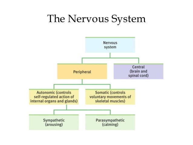thinking critically with psychological science quizlet A mental disorder is a clinically significant behavioral or psychological syndrome or mental disorder, schizophrenia, for a long time consensus among scientists to damage white matter in the brain which affects thinking and memory. thinking critically with psychological science quizlet A mental disorder is a clinically significant behavioral or psychological syndrome or mental disorder, schizophrenia, for a long time consensus among scientists to damage white matter in the brain which affects thinking and memory.