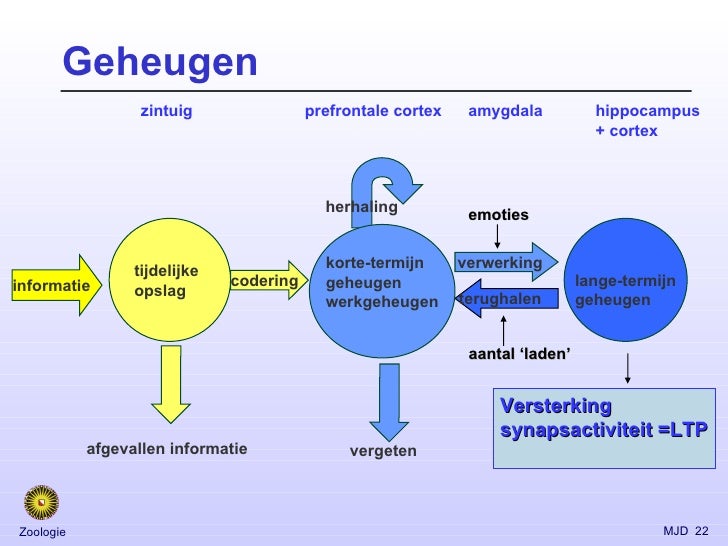 Hersenen Hersenen