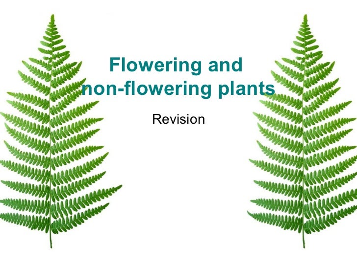 Life Cycle Of Non Flowering Plants Worksheet