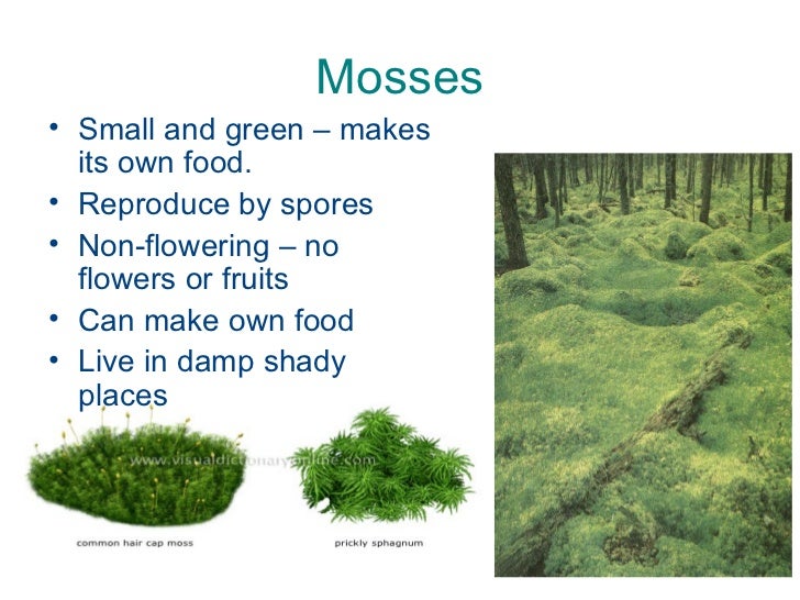 Non Flowering Plants Reproduce By Spores Bracken Fern Spores Flickr