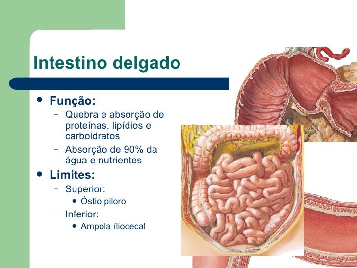 Sistema Digestório