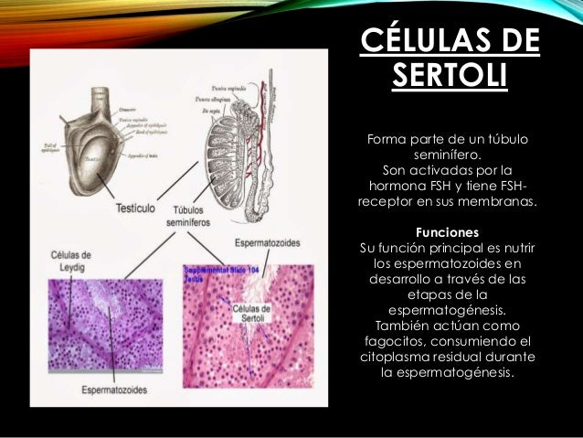 Aparato Reproductor Masculino