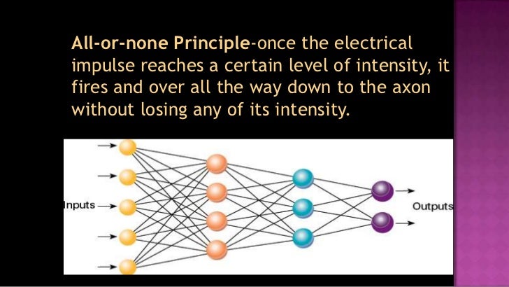all or none principle of neural transmission all or none principle of neural transmission