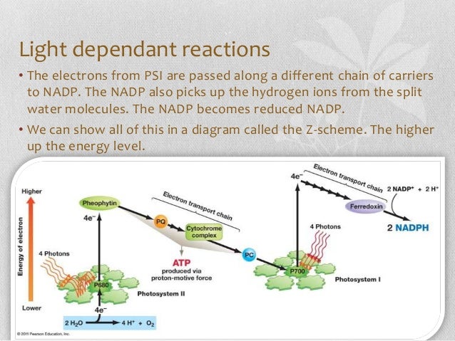 biology photsynthesis biology photsynthesis
