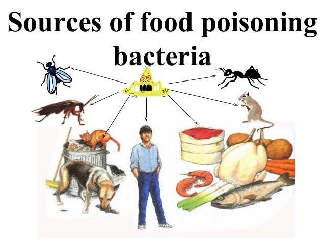 What To Do When Have Food Poisoning What To Do When Have Food Poisoning