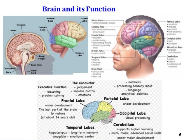 diagram of the and its functions encoding brain anatomy pictures pictures to pin on diagram of the and its functions encoding brain anatomy pictures pictures to pin on