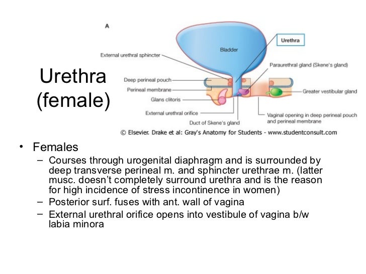 Abdomen, Pelvis and Perineum Anatomy - www.jinekolojivegebelik.com