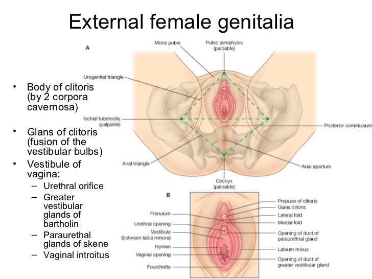 diagram of perineum diagram of organs during childbirth illustration of diagram of perineum diagram of organs during childbirth illustration of