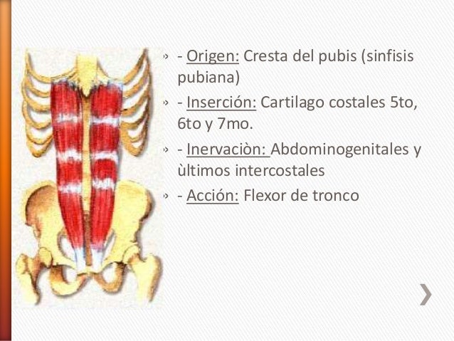 Abdomen y contenido