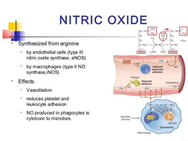 Viagra nitric oxide