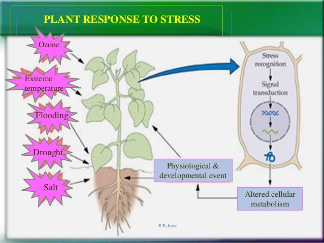 Abiotic Stress Resistance Sid