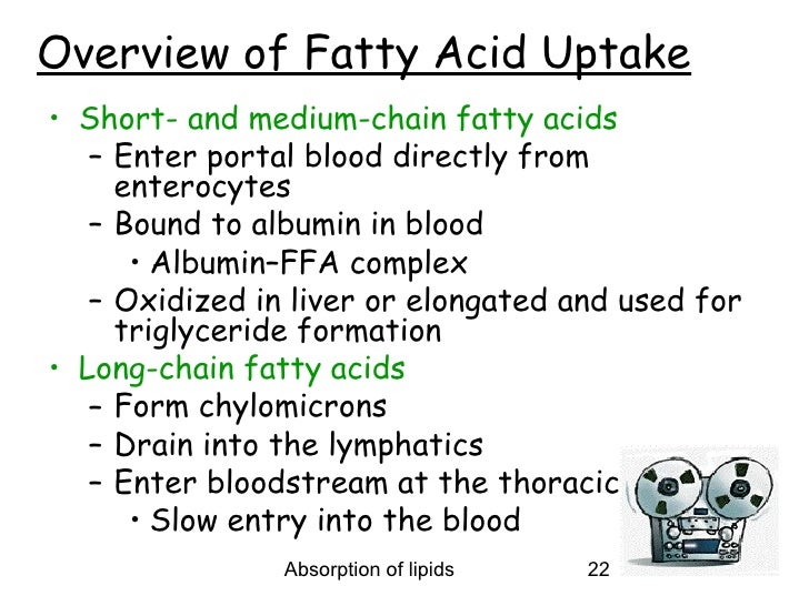 Absorption of lipids