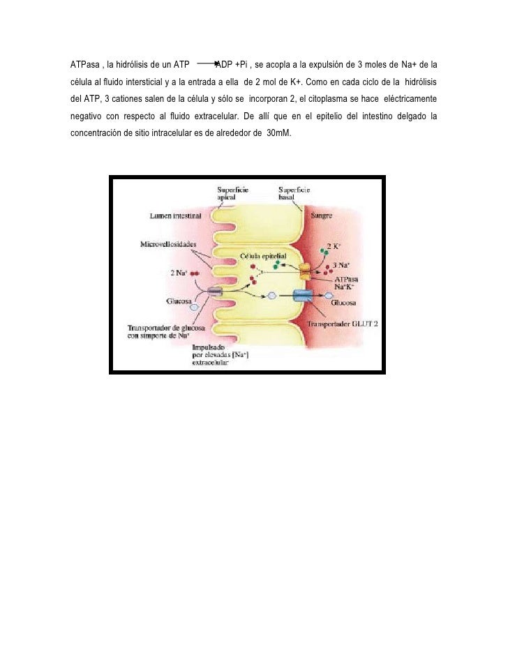 Absorcion y digestion de carbohidratos y lipidos Absorcion y digestion de carbohidratos y lipidos