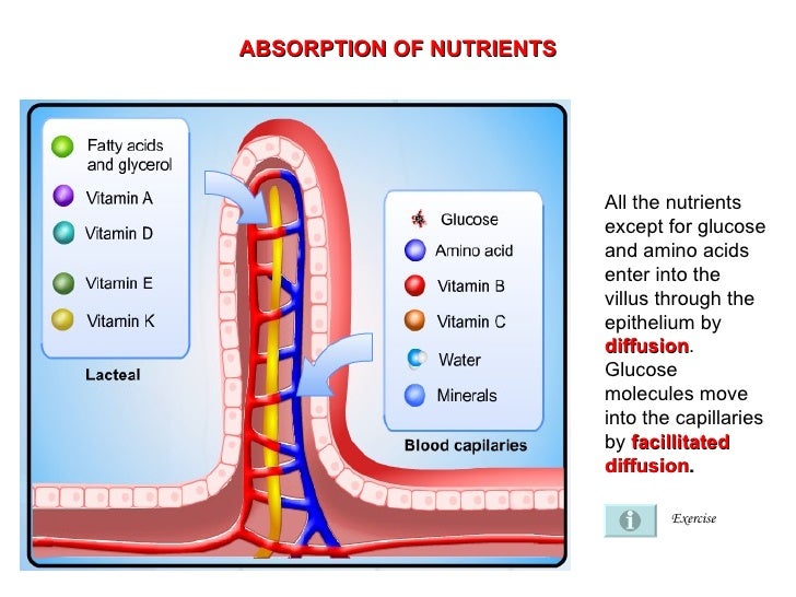 bio F4 Absorption