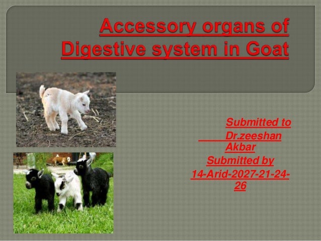 Accessory organs of digestive system in goat 111