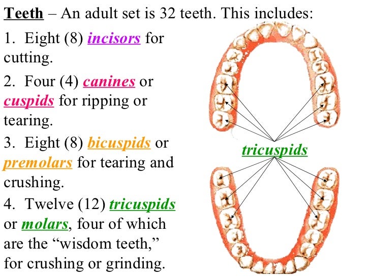 Acc organs digestion