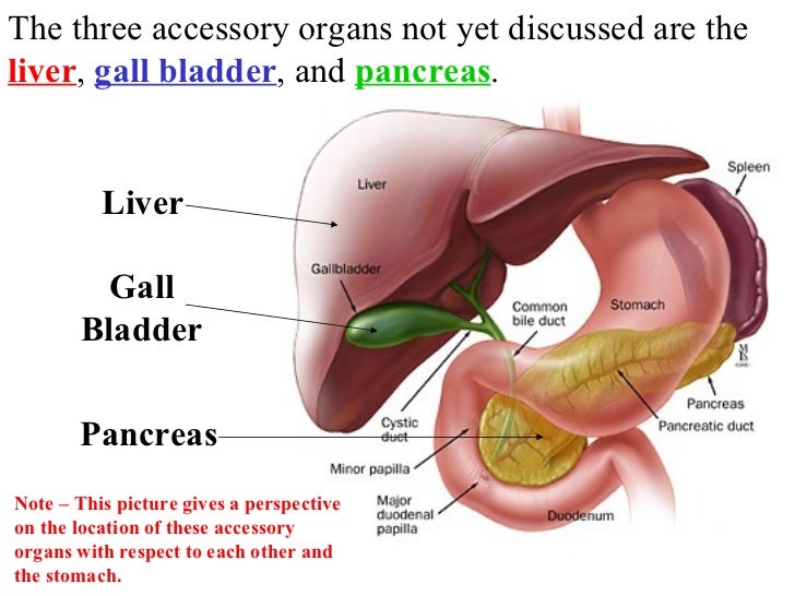 Acc organs digestion