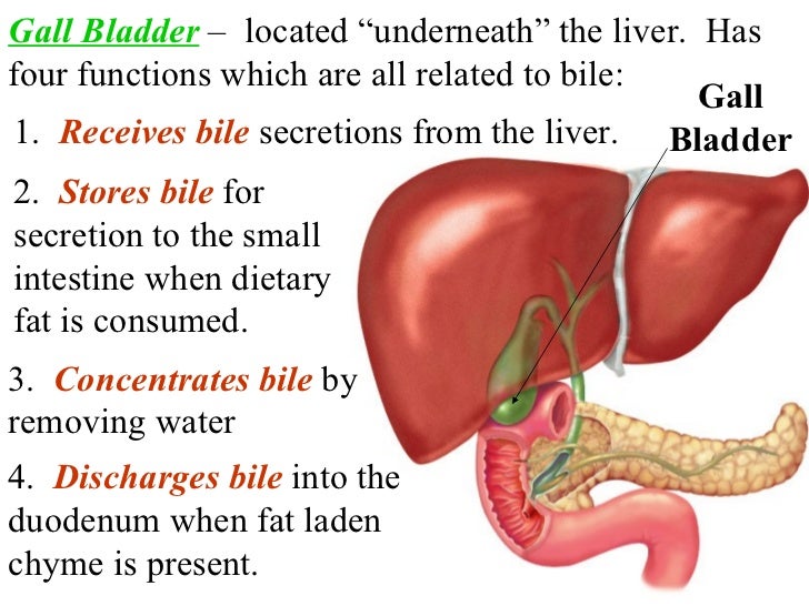 Acc organs digestion
