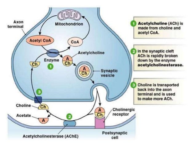 Histoplasmosis | Types of Diseases | Fungal Diseases | CDC