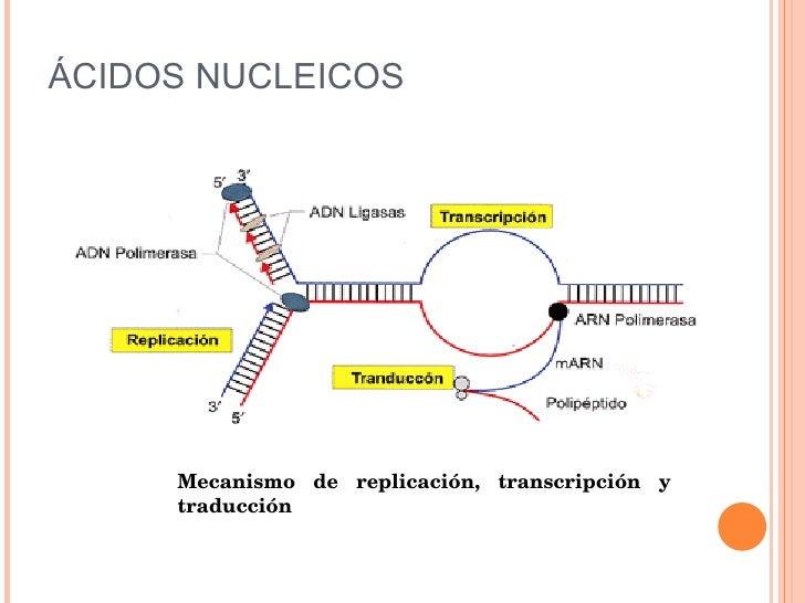 Acidos nucleicos