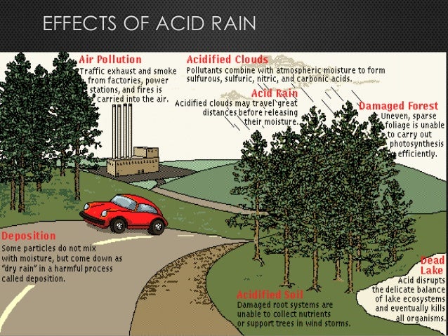 effect of acid rain on seed germination coursework Objective: effect of ph on the growth and germination of radish seeds introduction: as air pollution increased, acid rain & acid deposition are becoming significantly more common, which may effect plants and lead to lower the economy. effect of acid rain on seed germination coursework Objective: effect of ph on the growth and germination of radish seeds introduction: as air pollution increased, acid rain & acid deposition are becoming significantly more common, which may effect plants and lead to lower the economy.