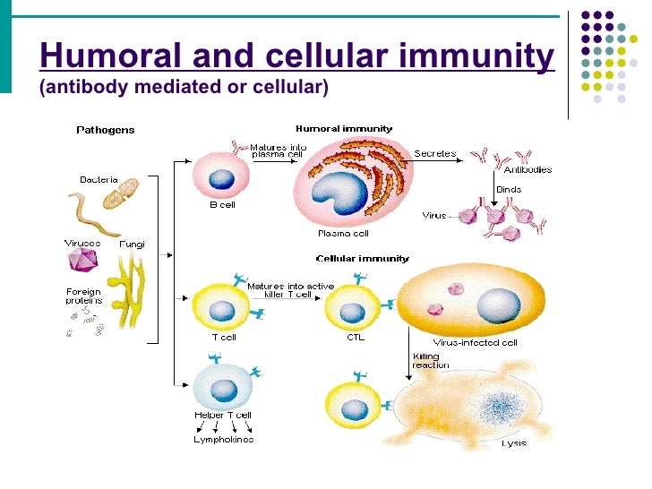 Immune response | humoral and cell mediated immunity 