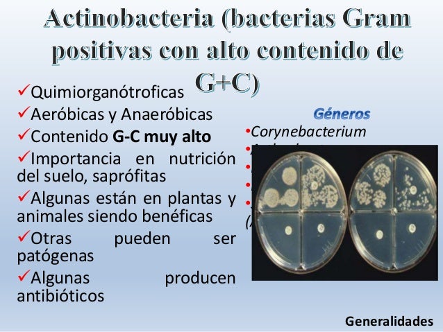 Actinobacteria (bacterias gram positivas con alto contenido