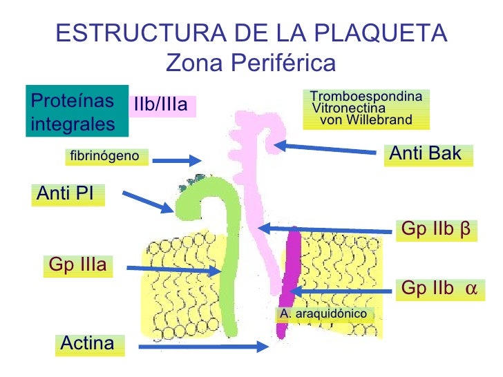 Activacion plaqueta