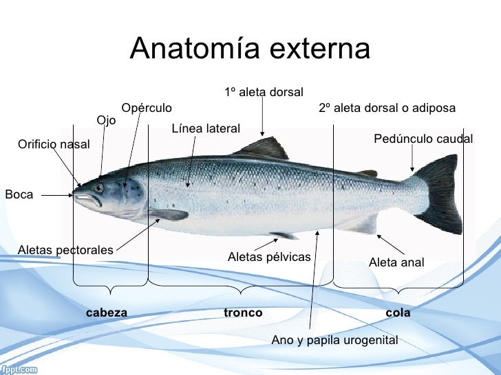 Acuicultura del salmon Acuicultura del salmon