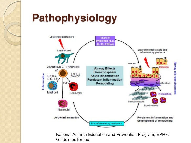 Pathophysiology Of Chronic Asthma And Acute Asthma
