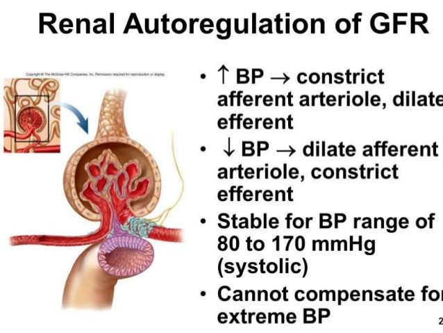 renal autoregulation renal autoregulation