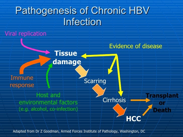 Acute viral hepatitis diagram liver damage 