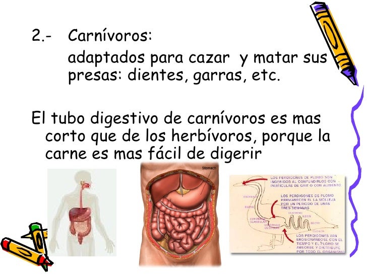 Comer carne es comer un cadáver que se pudre