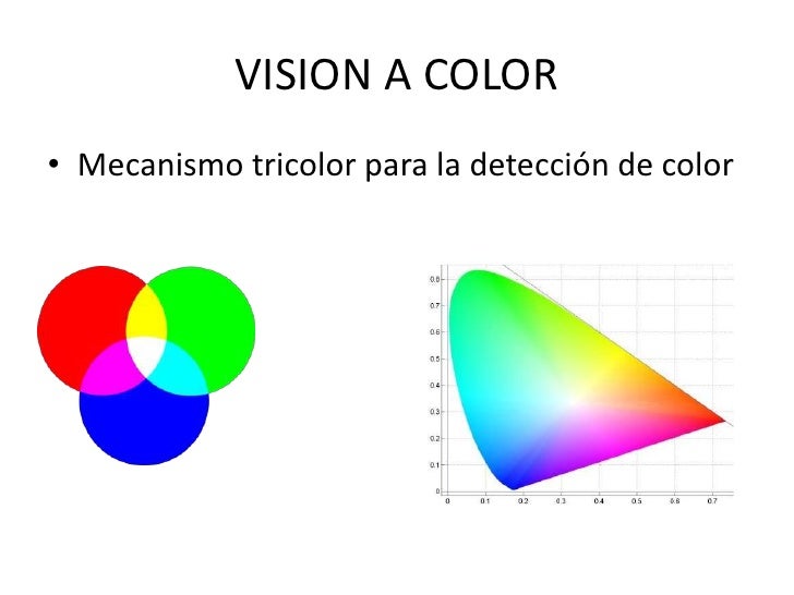 Adaptacion visual a la luz y a la