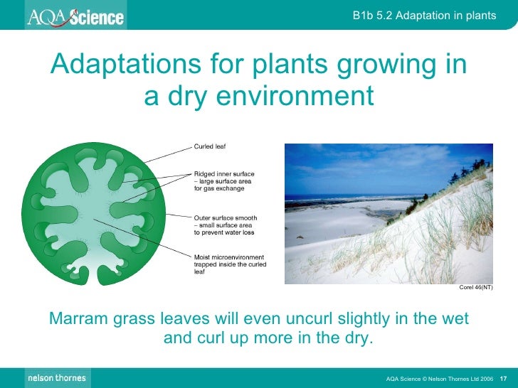 Adaptation In Plants