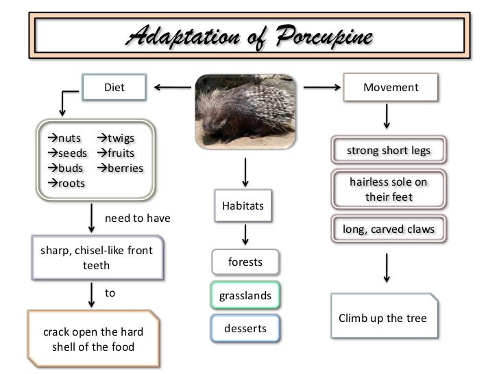 Adaptation of porcupine