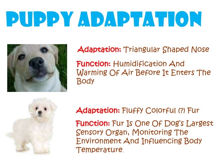 Adaptation project (6 7)