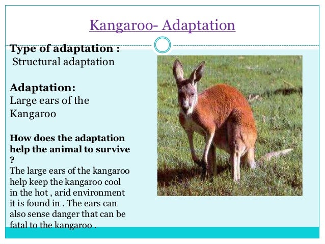 an analysis of the kangaroo environmental adaptation in australia The wrc has also provided non-invasive sample analysis for captive wombats from australia zoo and tree kangaroo koala • adaptation • environmental. an analysis of the kangaroo environmental adaptation in australia The wrc has also provided non-invasive sample analysis for captive wombats from australia zoo and tree kangaroo koala • adaptation • environmental.