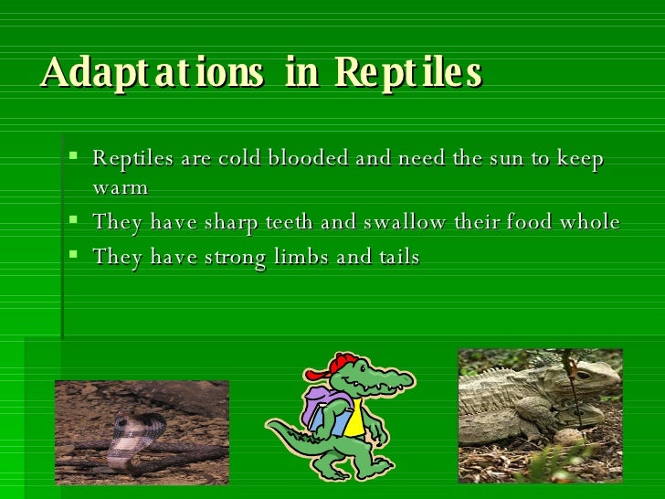 Adaptations In Animals Faulkner