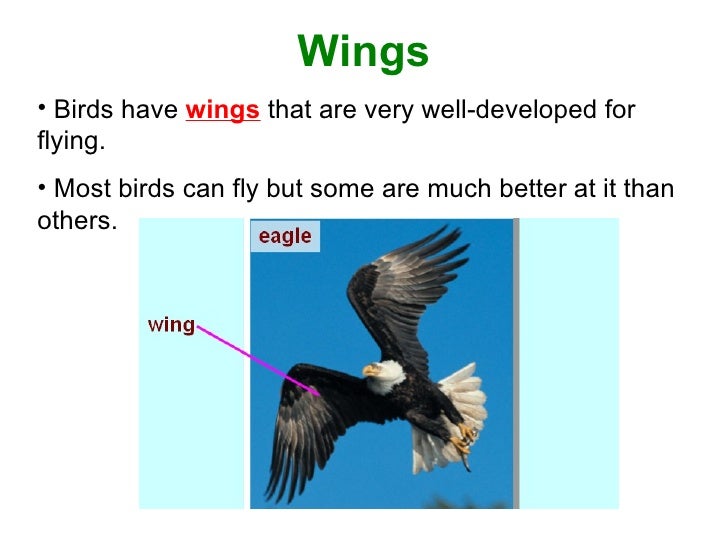 what adaptations allow birds to fly