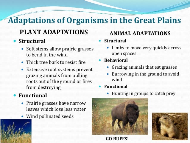 Adaptive features of plants and animals