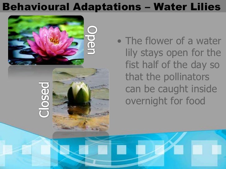 Adaptations powerpoint