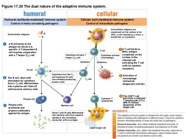 examples suspension cells of Immunity   11 Adaptive